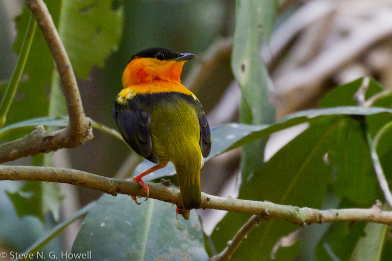 …and the snappy Orange-collared Manakin. Credit: Steve Howell